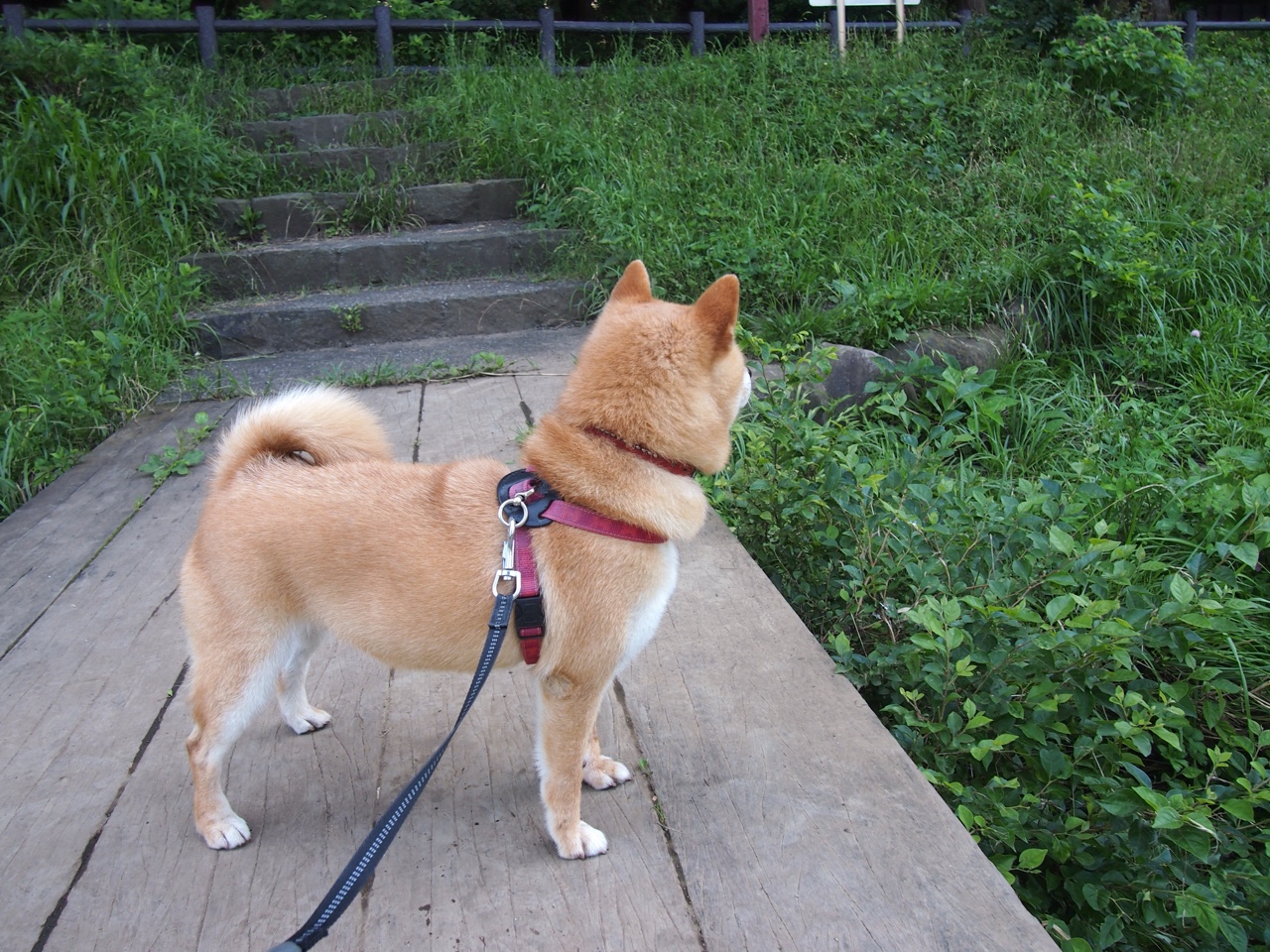 冰与火之歌,当罗德里戈的足球熔岩融化冰岛铁壁