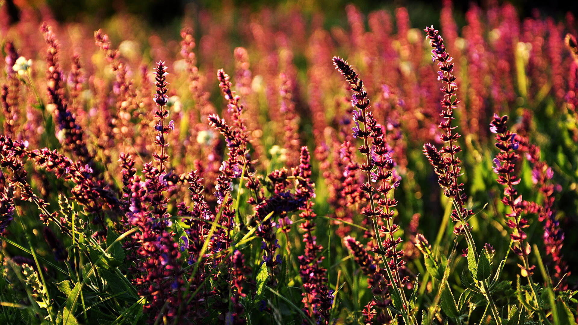手术刀与堡垒,恩佐的穿透性艺术如何瓦解几内亚的钢铁防线