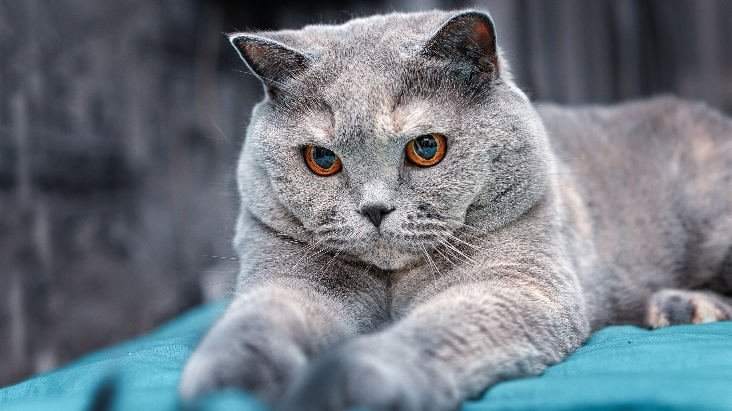 浴血重生,贝蒂斯争冠路上的逆转奇迹,特奥攻防转换铸就唯一性