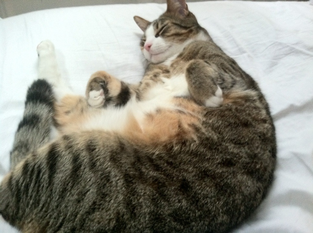 跨界天神,当迪马利亚在错误的战场上降临