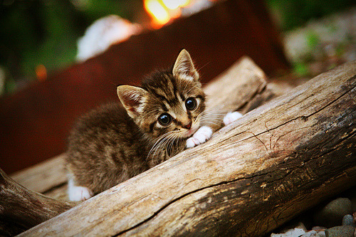 开云sport-奇迹之夜，塔图姆穿越赛场，火箭尼克斯之战改写历史