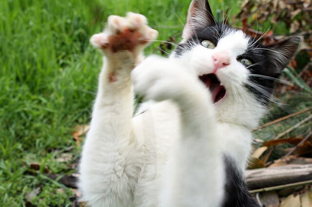 开云体育在线-范弗利特单节22分打懵广东，中美对抗赛早早就入垃圾时间？